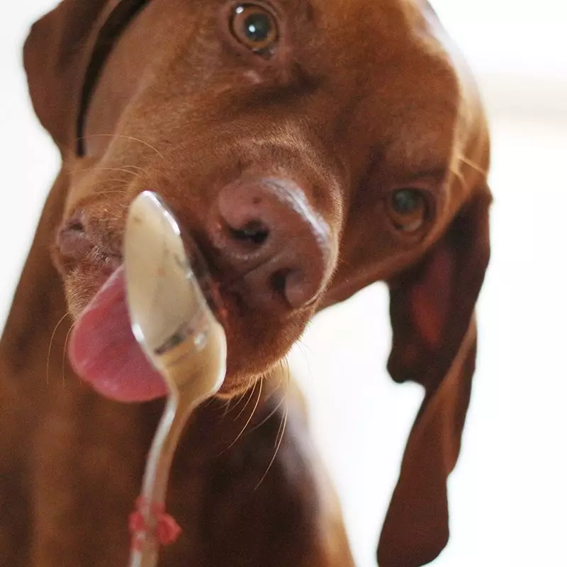 Gesunde Leckerli selber backen • Hähnchen-Amaranth-Kekse mit roter Beete