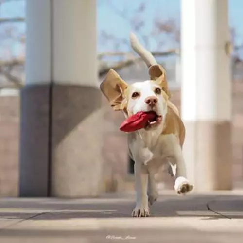 Dummyarbeit mit Fuzzi – dem Hosentaschen-Dummy aus Leder