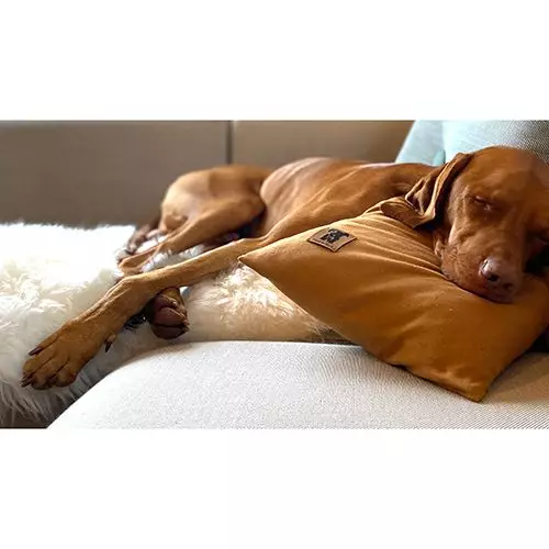 Konditionierte Entspannung beim Hund über Duft aufbauen