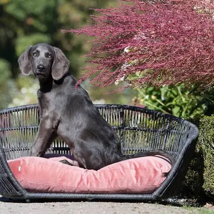 Luxus Hundebett PRADO OXFORD mit geflochtenem Rahmen von Laboni • rose