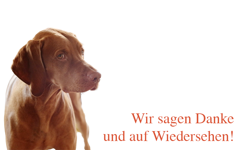 das beste hundebett