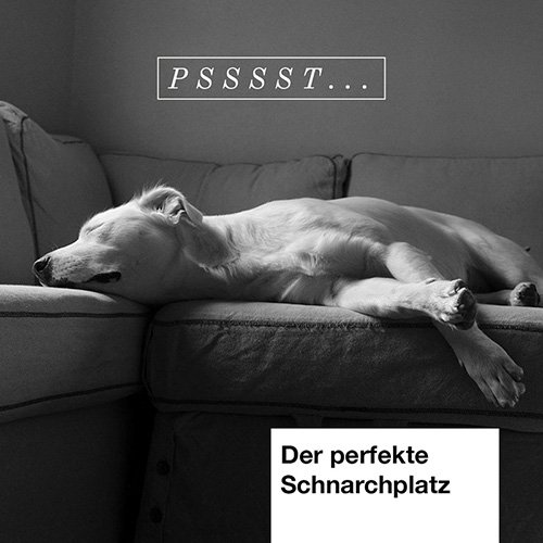 Welches Hundebett ist das richtige für Deinen Hund?