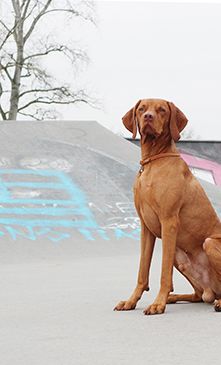 Markenhalsband Fettleder