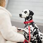 Hundeleine aus Leder CHILI • Cityleine oder Kombileine • William Walker