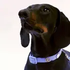 Hundehalsband-Anh&auml;nger ☆ Charm Brezel rosa