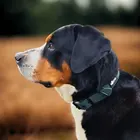 Wasserfestes Hundehalsband, verstellbar &bull; WOOFLEX&reg; Classic Hunting Green