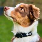 Wasserfestes Hundehalsband, verstellbar &bull; WOOFLEX&reg; Classic Phantom Black