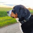 Wasserfestes Hundehalsband, verstellbar &bull; WOOFLEX&reg; Classic Woodland Camo