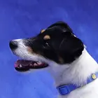 Hundehalsband-Anh&auml;nger ☆ Charm Happy Face blau