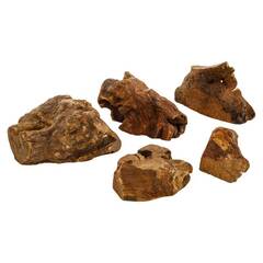 naftie Kauwurzel für Hunde