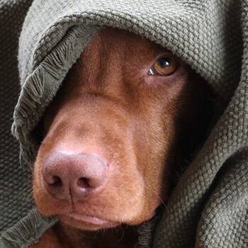 Silvester – des einen Freud, des anderen Leid.