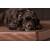 Hundekissen LODEN CLASSIC braun