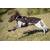 Loden-Hundemantel aus 100% Schurwolle