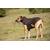 Loden-Hundemantel aus 100% Schurwolle