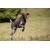Loden-Hundemantel aus 100% Schurwolle