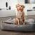 Orthopädisches Hundebett Samt SILVER • GLAM
