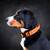 Wasserfestes Hundehalsband mit Griff • WOOFLEX® Tactical Sunset Orange
