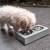 Futterstation PURE CONCRETE klein