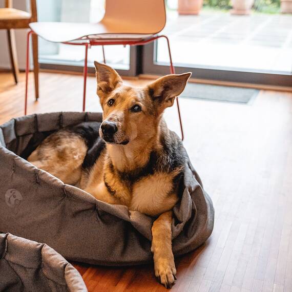 Hundebett YARD – für Fuchsschläfer