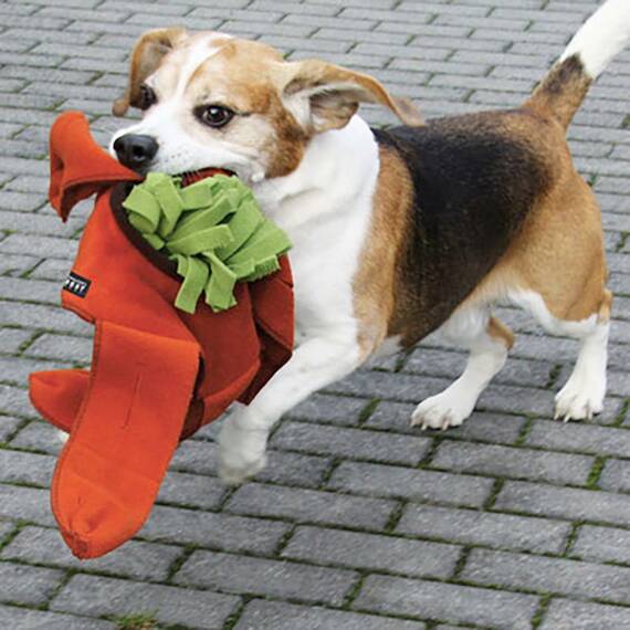 Sniffstar • Hundespielzeug für Nasenarbeit