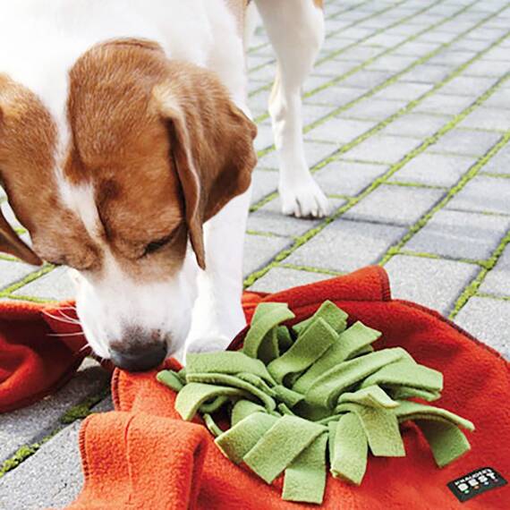 Sniffstar • Hundespielzeug für Nasenarbeit