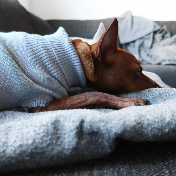 Hundepullover PULLO in pastell von Labvenn®