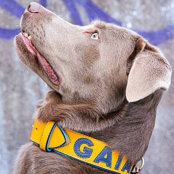 Personalisiertes Halsband aus Leder gelb, Schriftfarbe frei wählbar