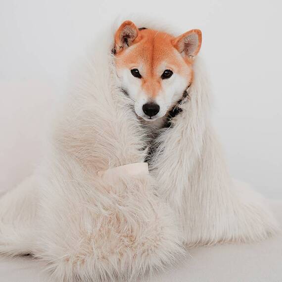 Kuscheldecke für Hunde FÖRA weiß von Labbvenn®