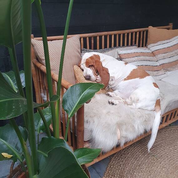 Kuscheldecke für Hunde FÖRA cappuccino von Labbvenn®