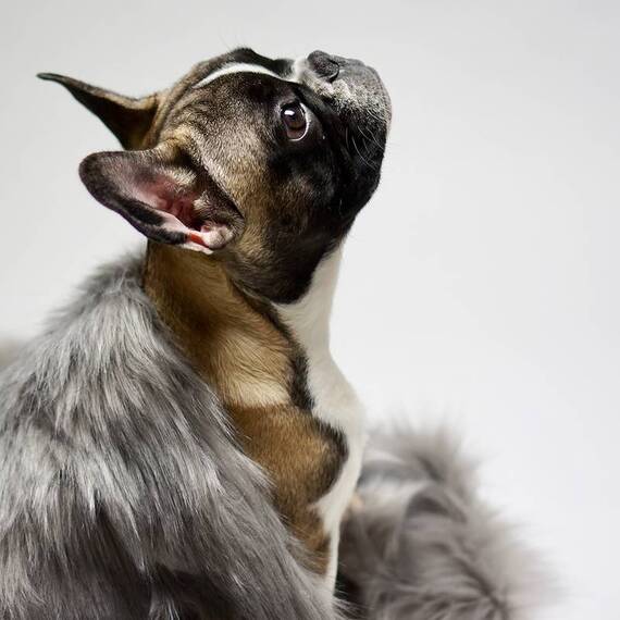 Kuscheldecke für Hunde FÖRA grau von Labbvenn®