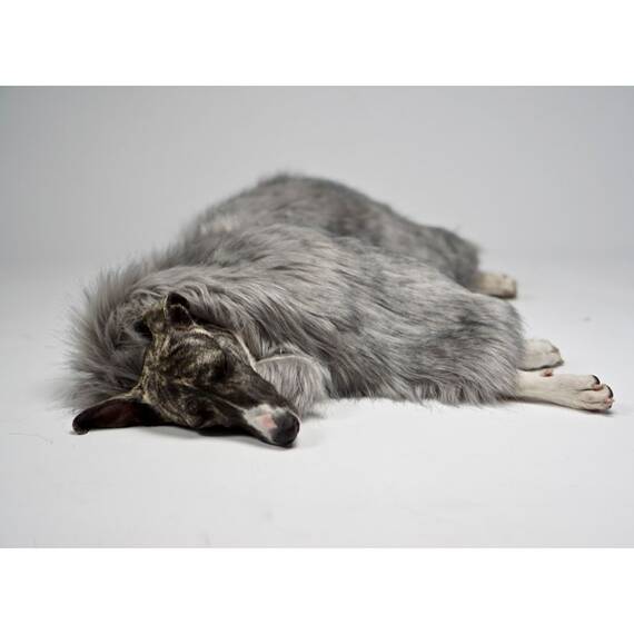 Kuscheldecke für Hunde FÖRA grau von Labbvenn®