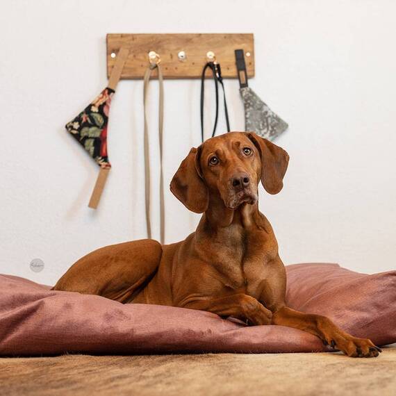 Hundegarderobe mit Magneten, Nussbaum