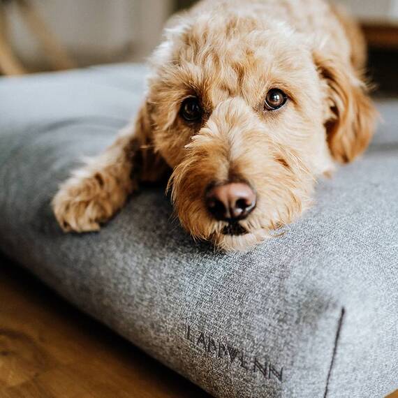 Hundekissen FINNO in hellgrau von Labbvenn®