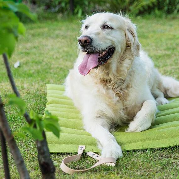 Labbvenn® Hundereisebett FOSSER grün