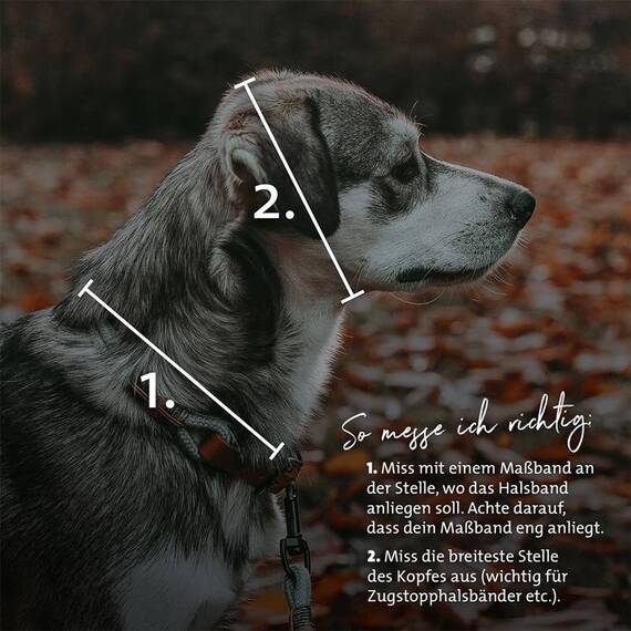 Zugstopp-Halsband aus Fettleder • GOLDEN SPARKLE