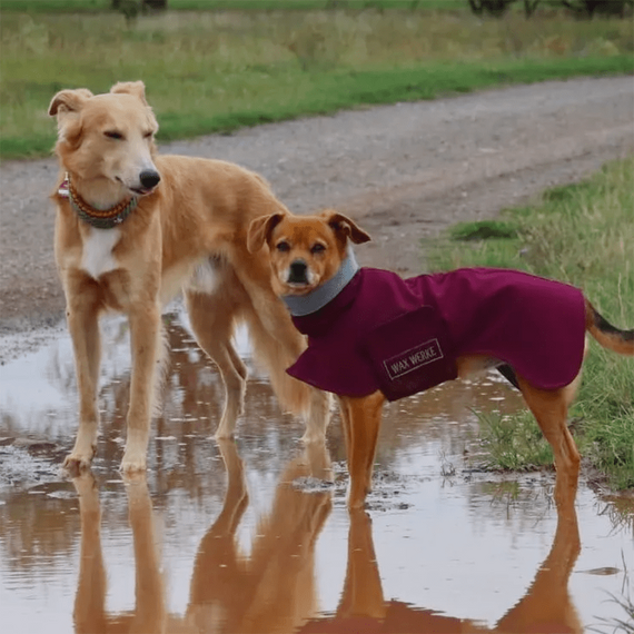 Hundemantel Angus aus Waxed Cotton • Maßanfertigung