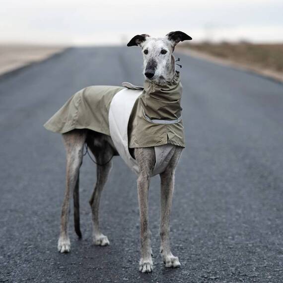 Hunde-Wettermantel SNOOPY aus Bio-Baumwolle • Maßanfertigung