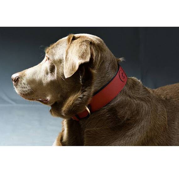 Personalisiertes Halsband aus Leder in Rot, Schriftfarbe frei wählbar