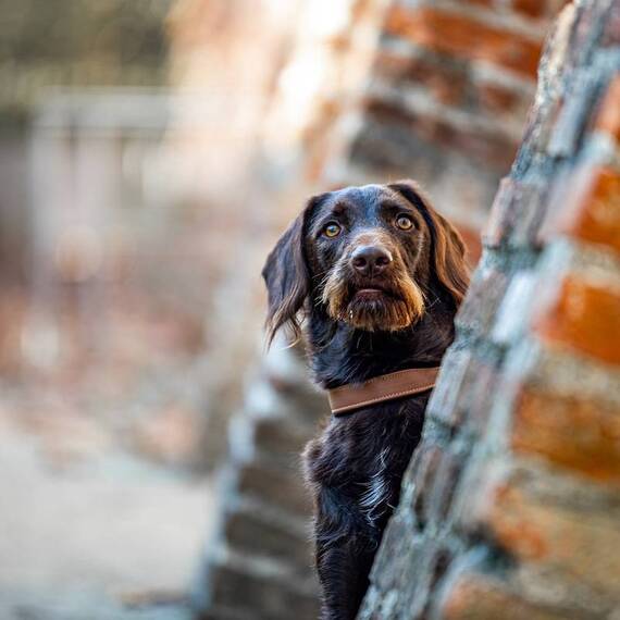 Gepolstertes Halsband aus Leder "Beginning" • cinnamon