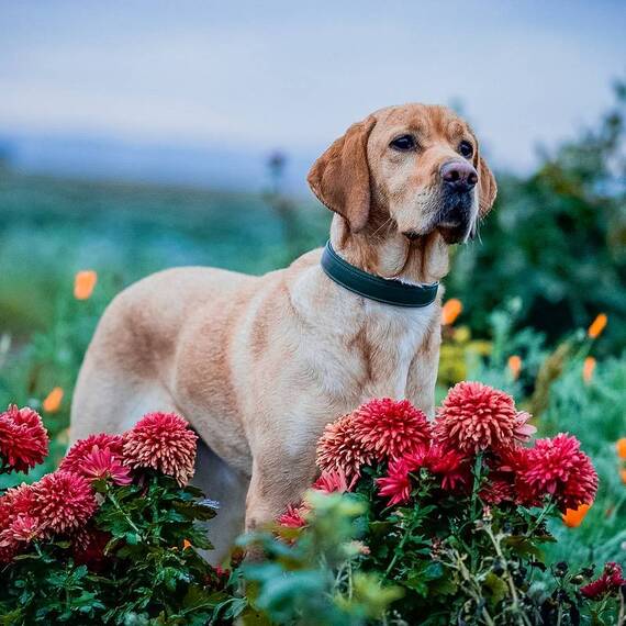 Gepolstertes Halsband aus Leder "Beginning" • forest green
