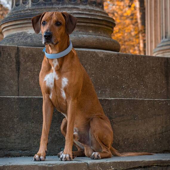 Gepolstertes Halsband aus Leder "Beginning" • sky blue