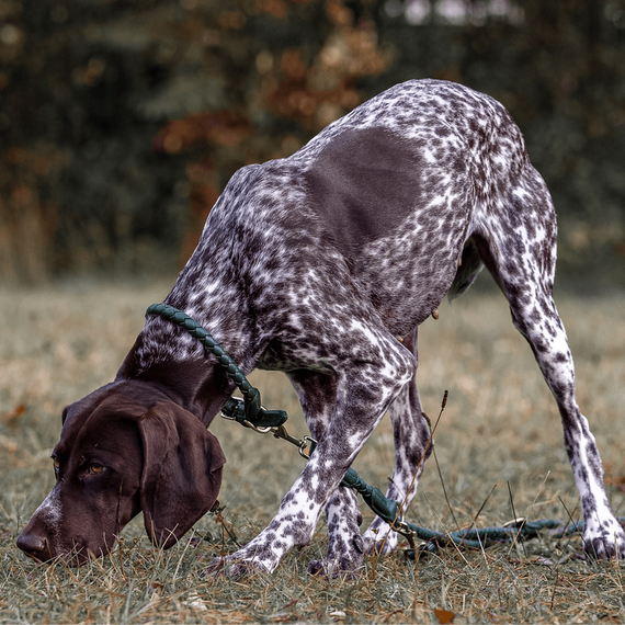 Geflochtenes Halsband aus Nappaleder Criss Cross • forest green