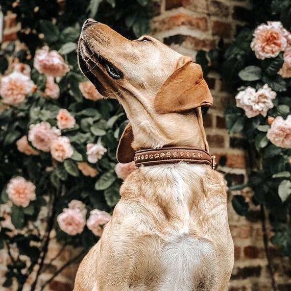 Gepolstertes Lederhalsband DIAMONDS • cinnamon