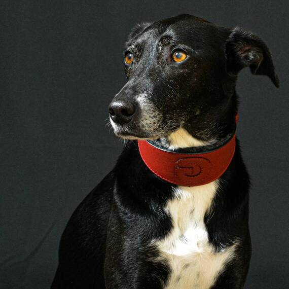 Personalisierbares Windhundhalsband aus Nappaleder und Loden • maßgefertigt • 8 Farben