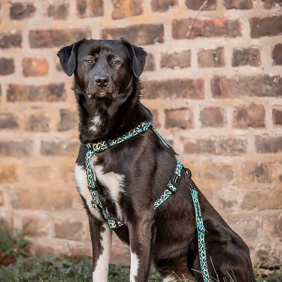 Y-Geschirr mit verstellbarem Brustgurt • gelb | grün