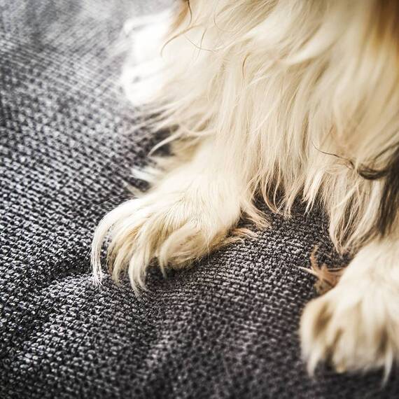 Hundebett mit Rand TUDOR von Laboni • anthrazit