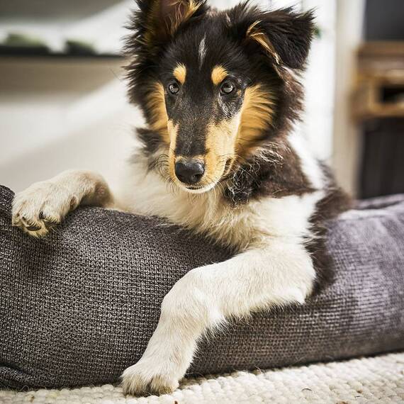 Hundebett mit Rand TUDOR von Laboni • anthrazit
