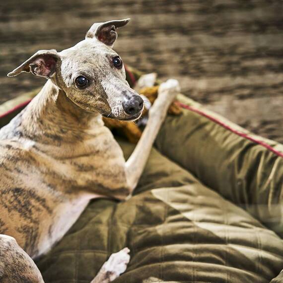 Hundebett mit Rand OXFORD von Laboni • oliv