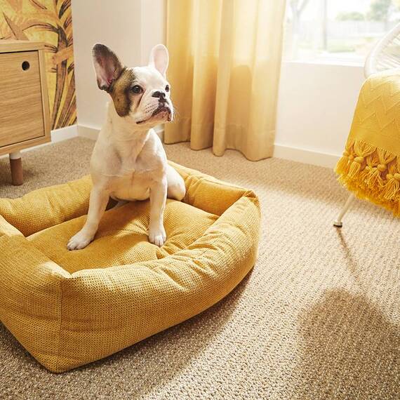 Luxus Hundebett PRADO TUDOR mit geflochtenem Rahmen von Laboni • gold