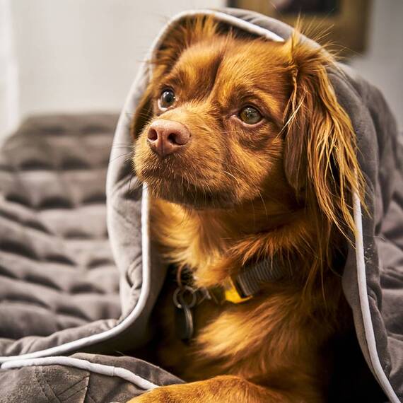 Steppdecke für den Hund OXFORD von Laboni • stone